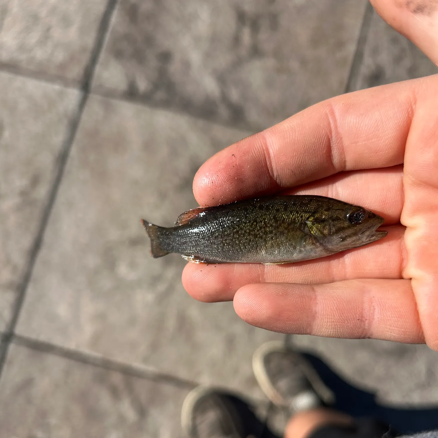 Smallmouth bass caught on Fishbrain