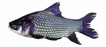 Siamese carp