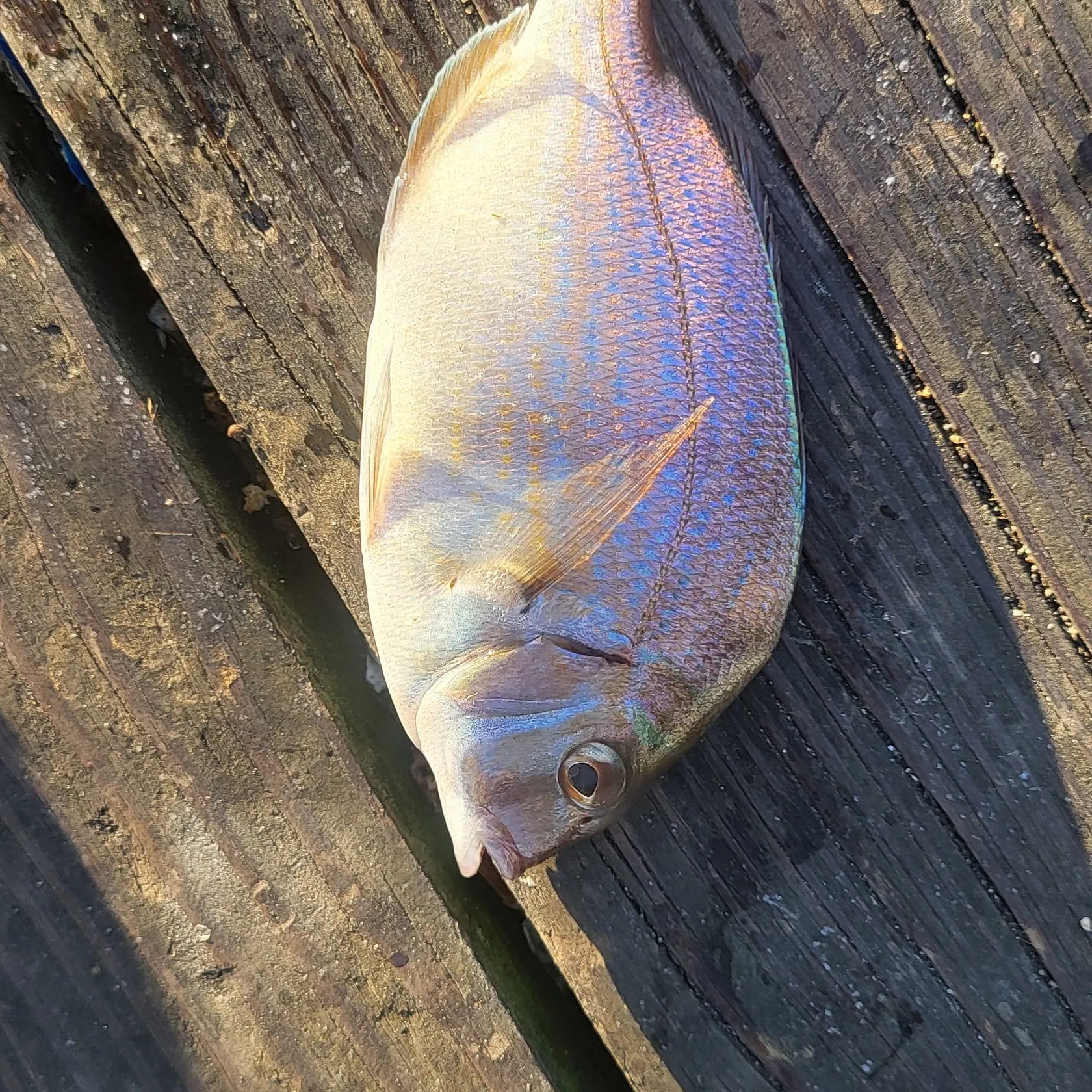 Scup caught on Fishbrain