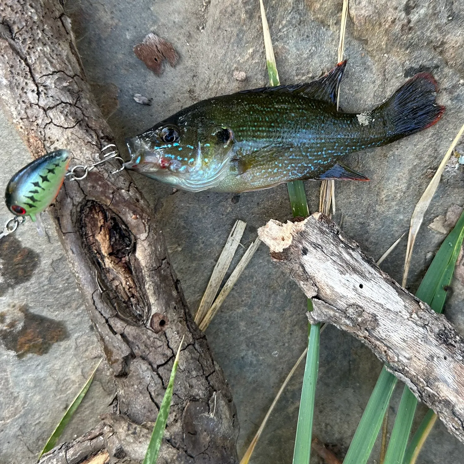 Greengill hybrid caught on Fishbrain