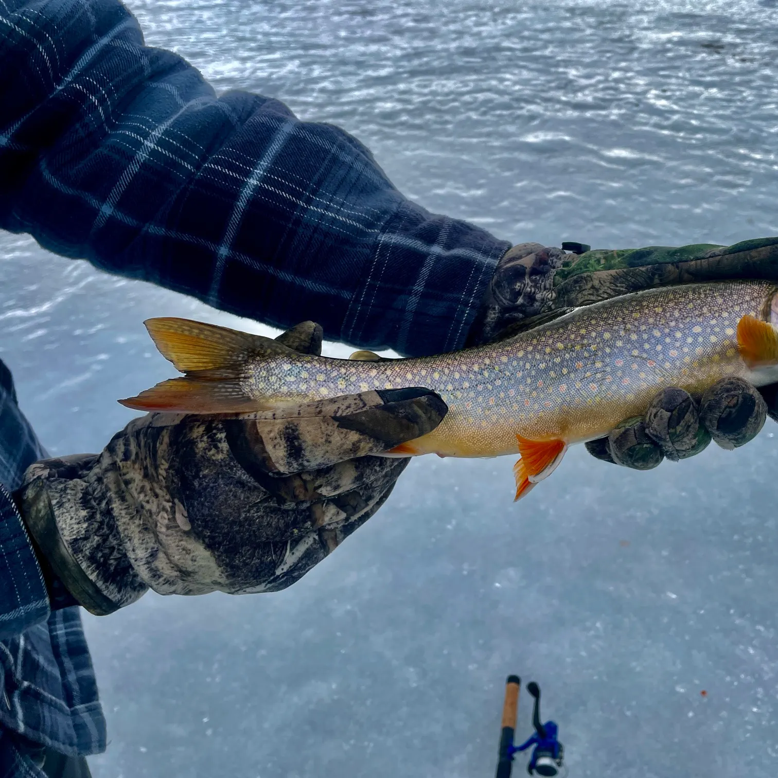 The most recent Splake catches on Fishbrain