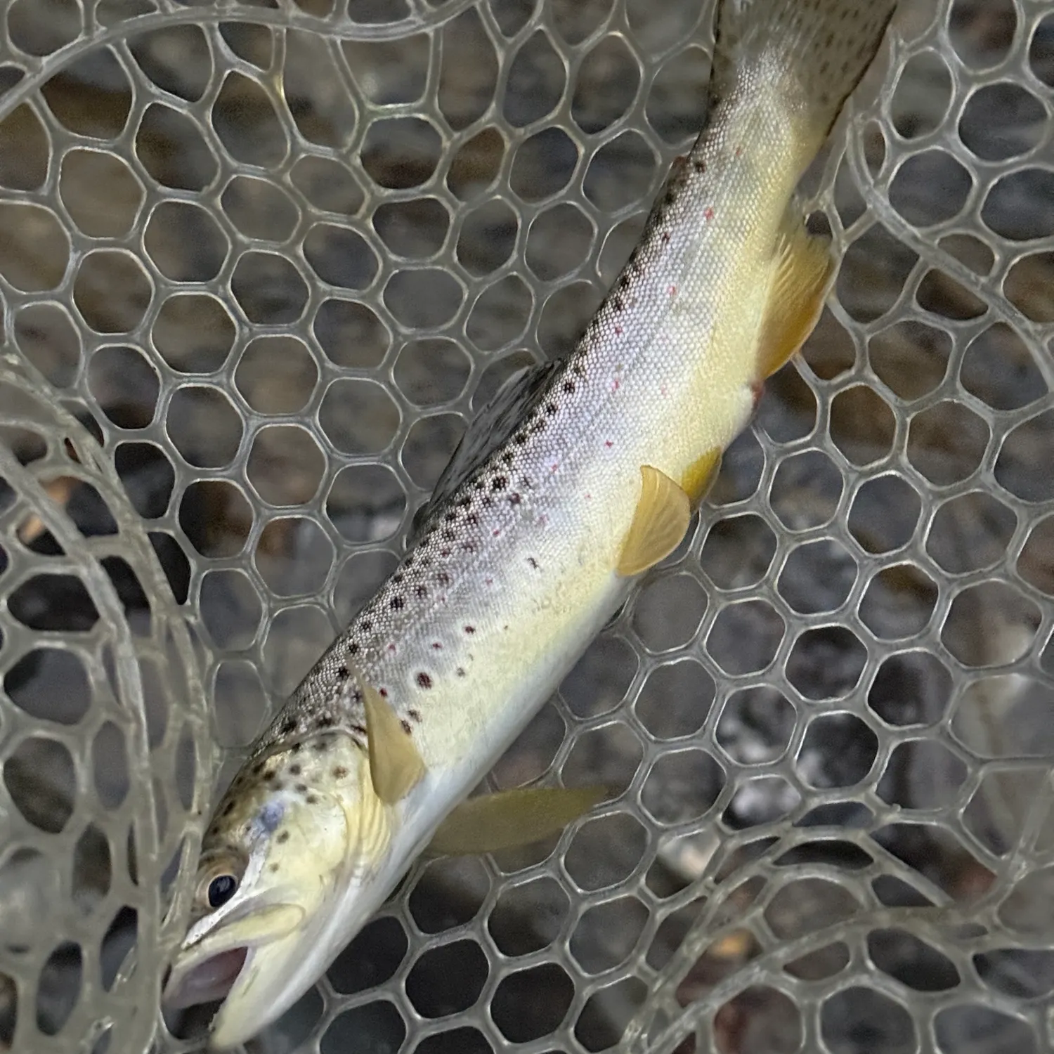 Brown trout caught on Fishbrain