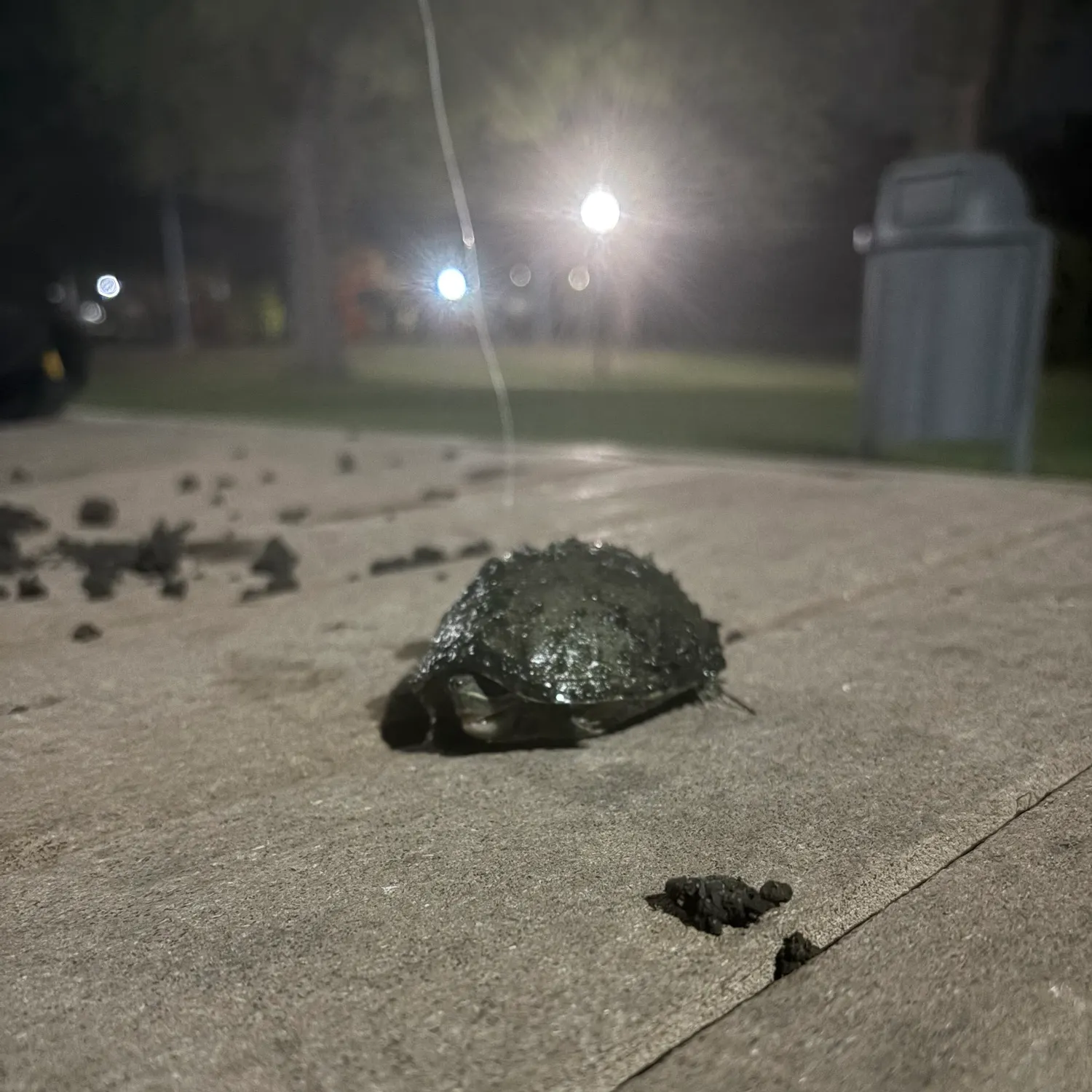 The most recent Eastern musk turtle catches on Fishbrain