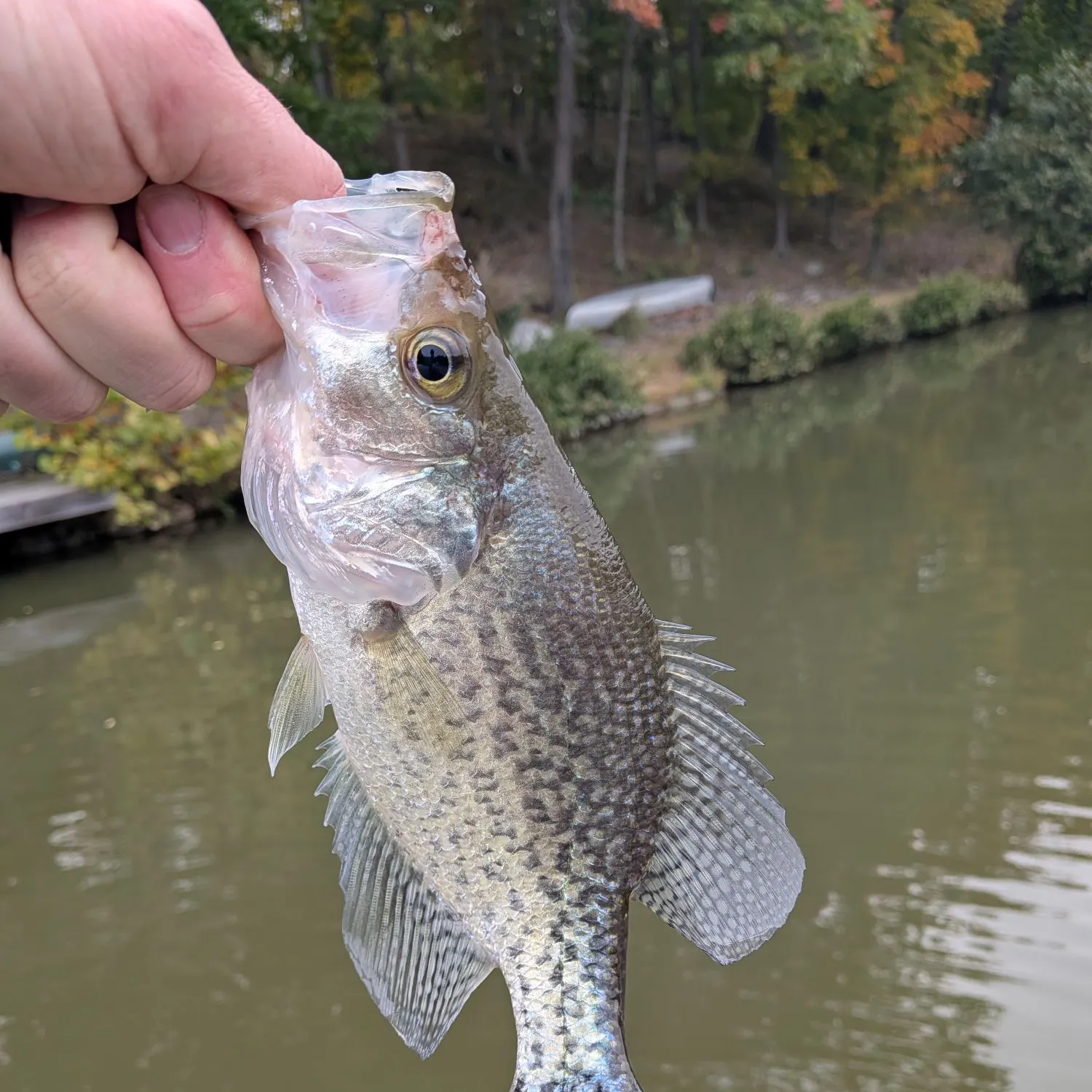 Black crappie caught on Fishbrain
