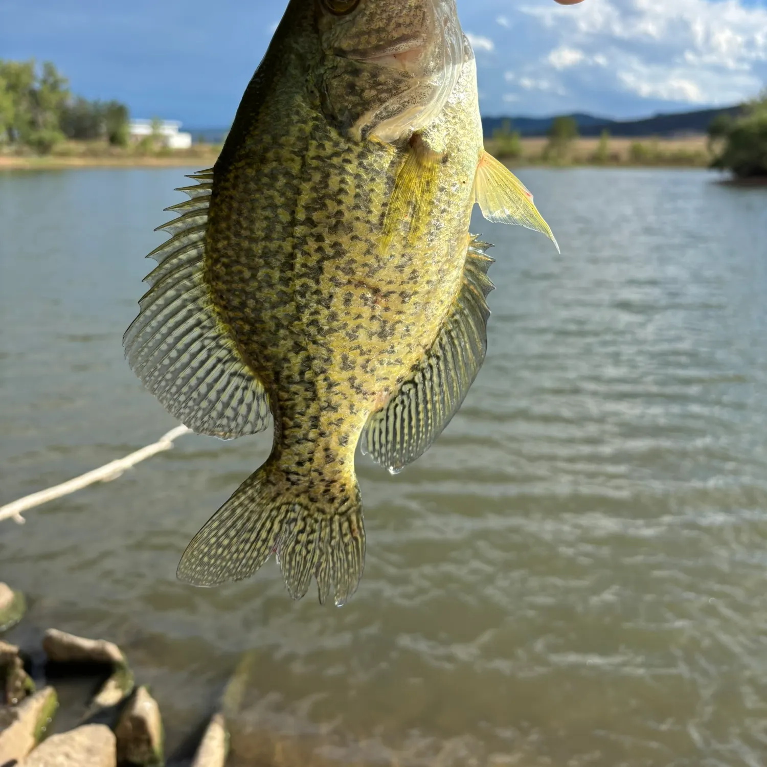 Black crappie caught on Fishbrain