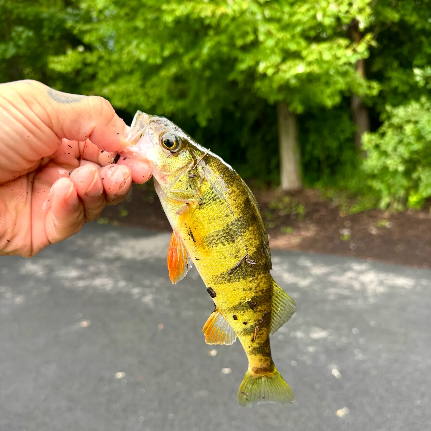 Yellow perch caught on Fishbrain