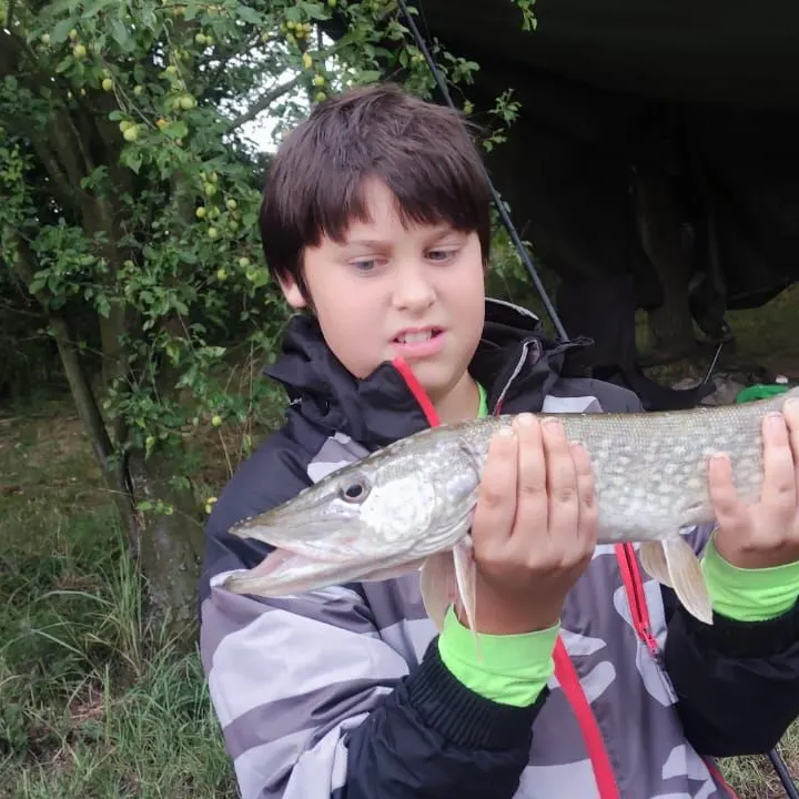 Northern pike caught on Fishbrain
