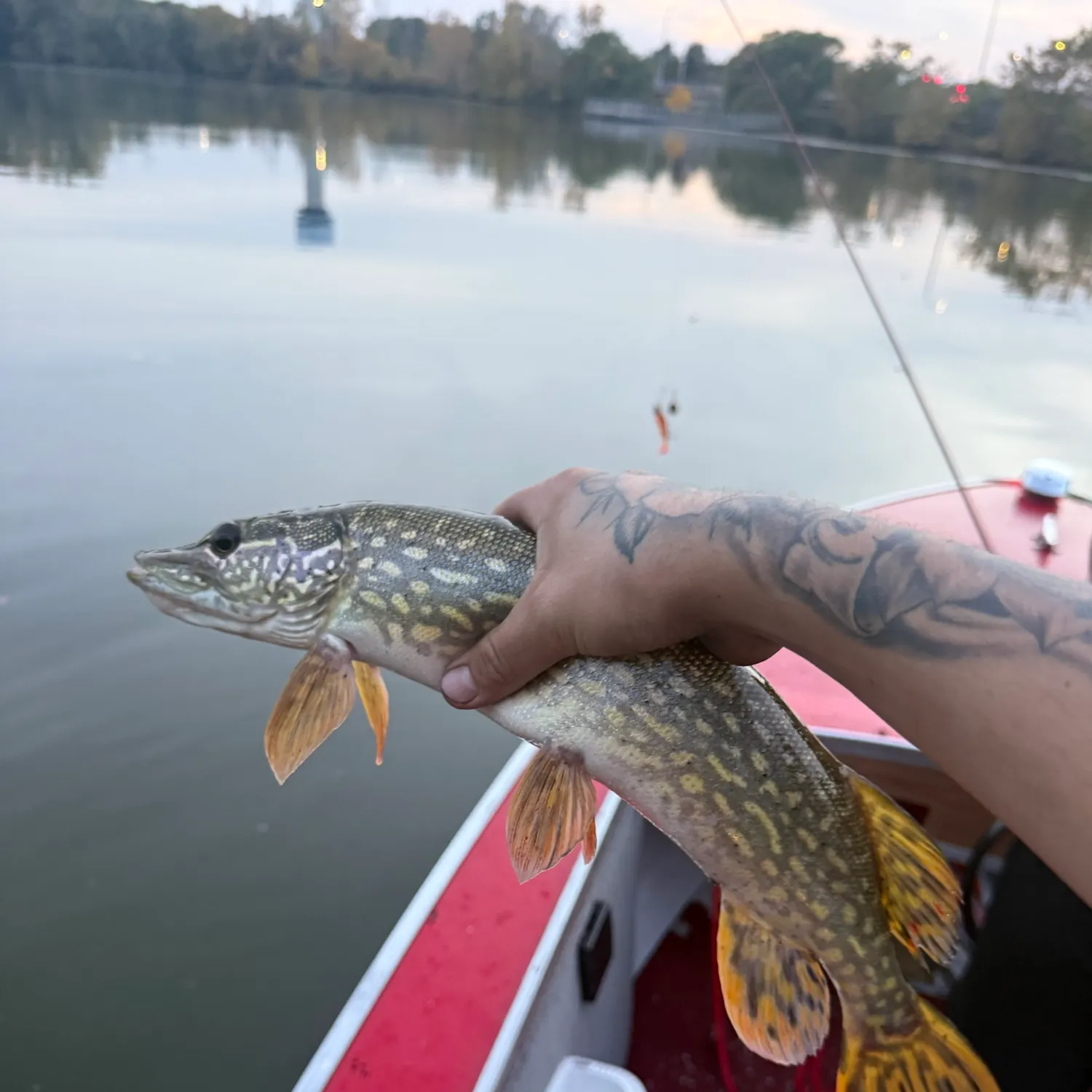 Northern pike caught on Fishbrain