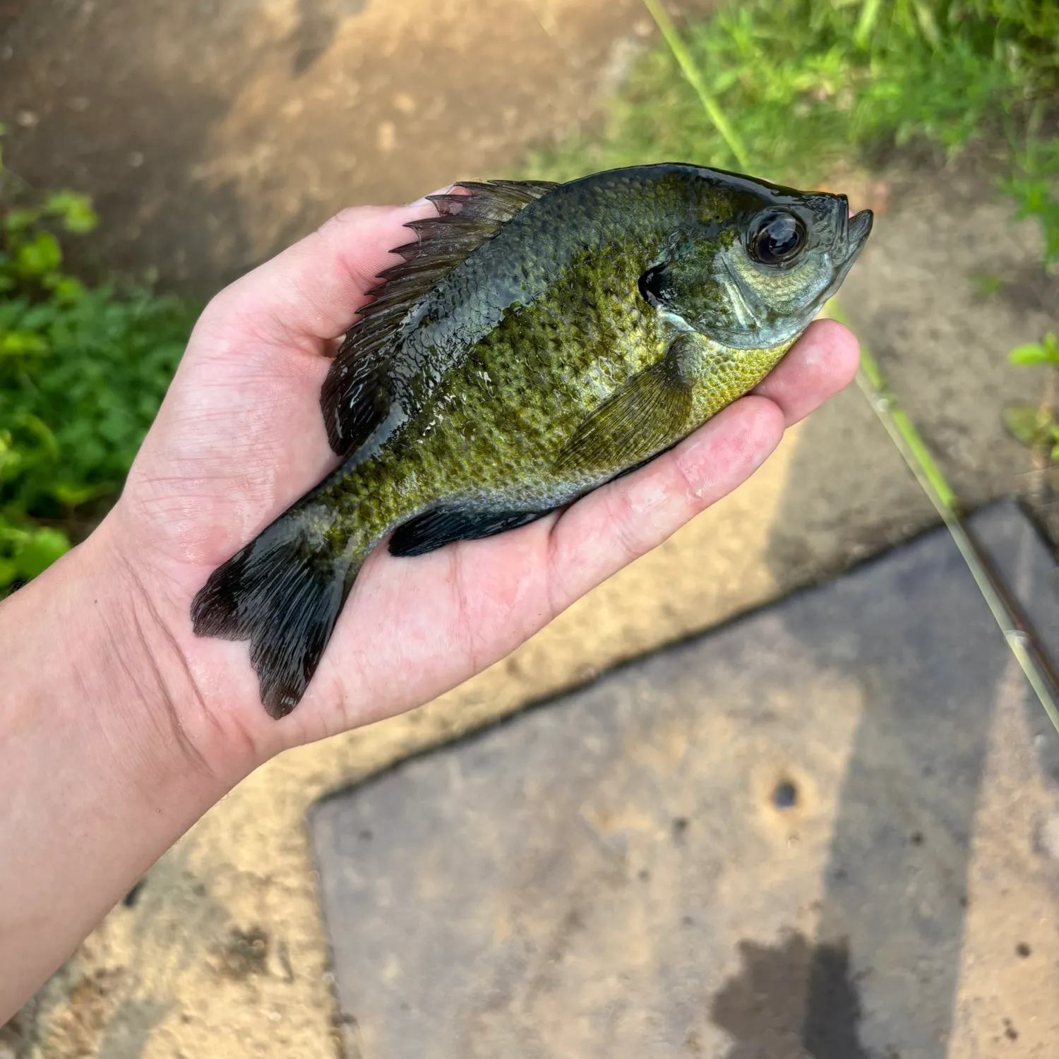 Bluegill caught on Fishbrain