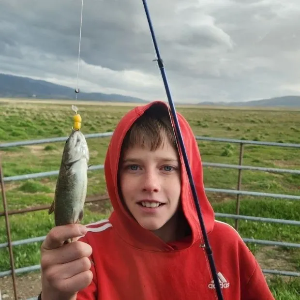 The most recent Utah chub catches on Fishbrain