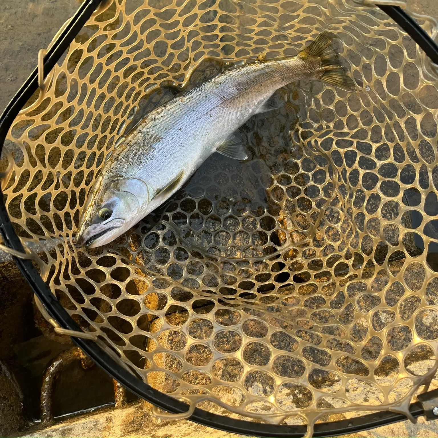 The most recent Cherry salmon catches on Fishbrain