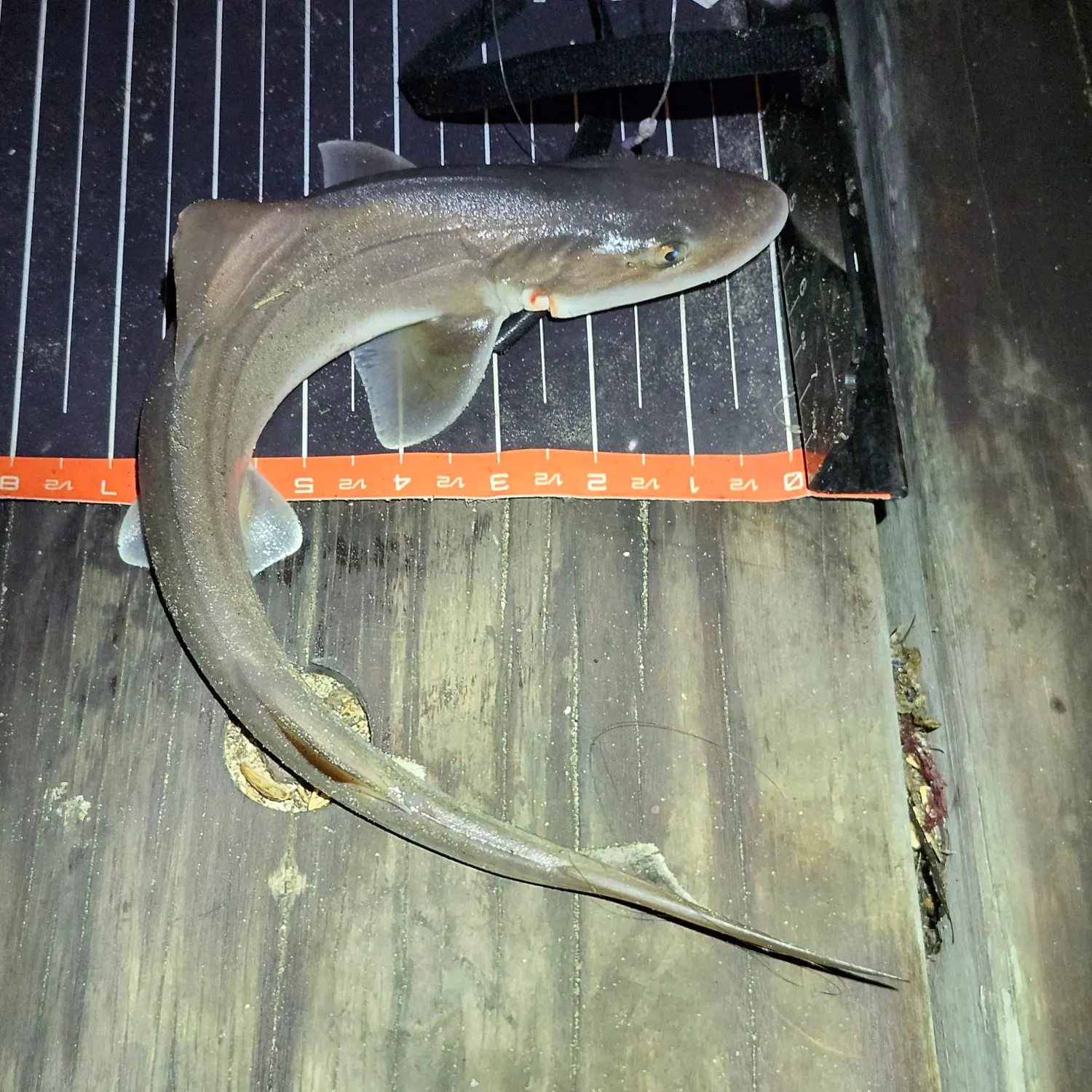 The most recent Grey smooth-hound catches on Fishbrain