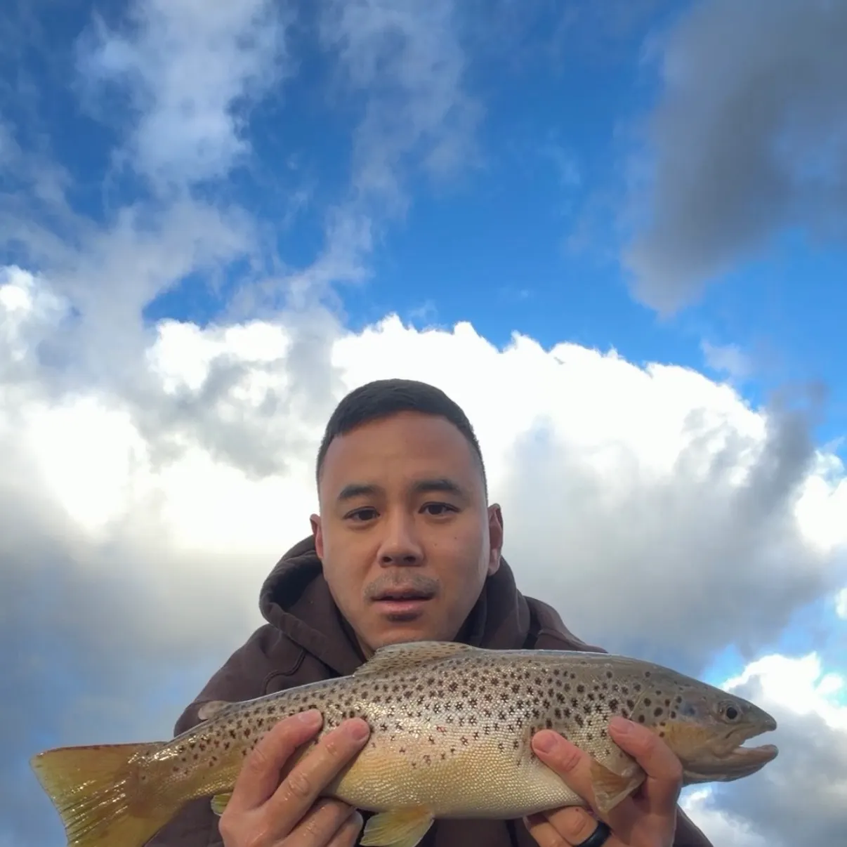 Brown trout caught on Fishbrain