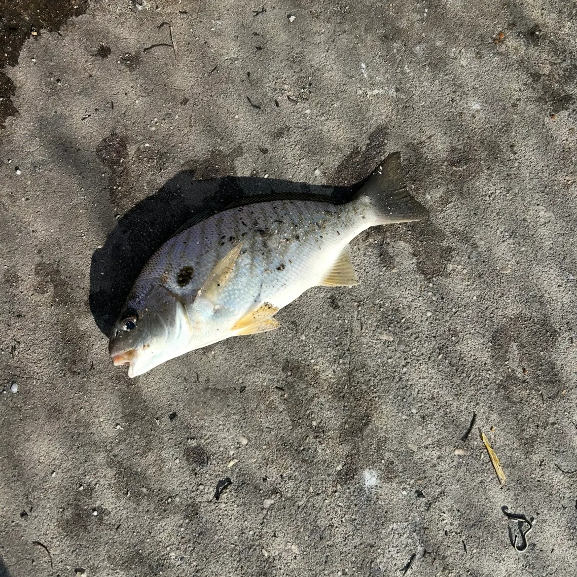 Spot croaker caught on Fishbrain