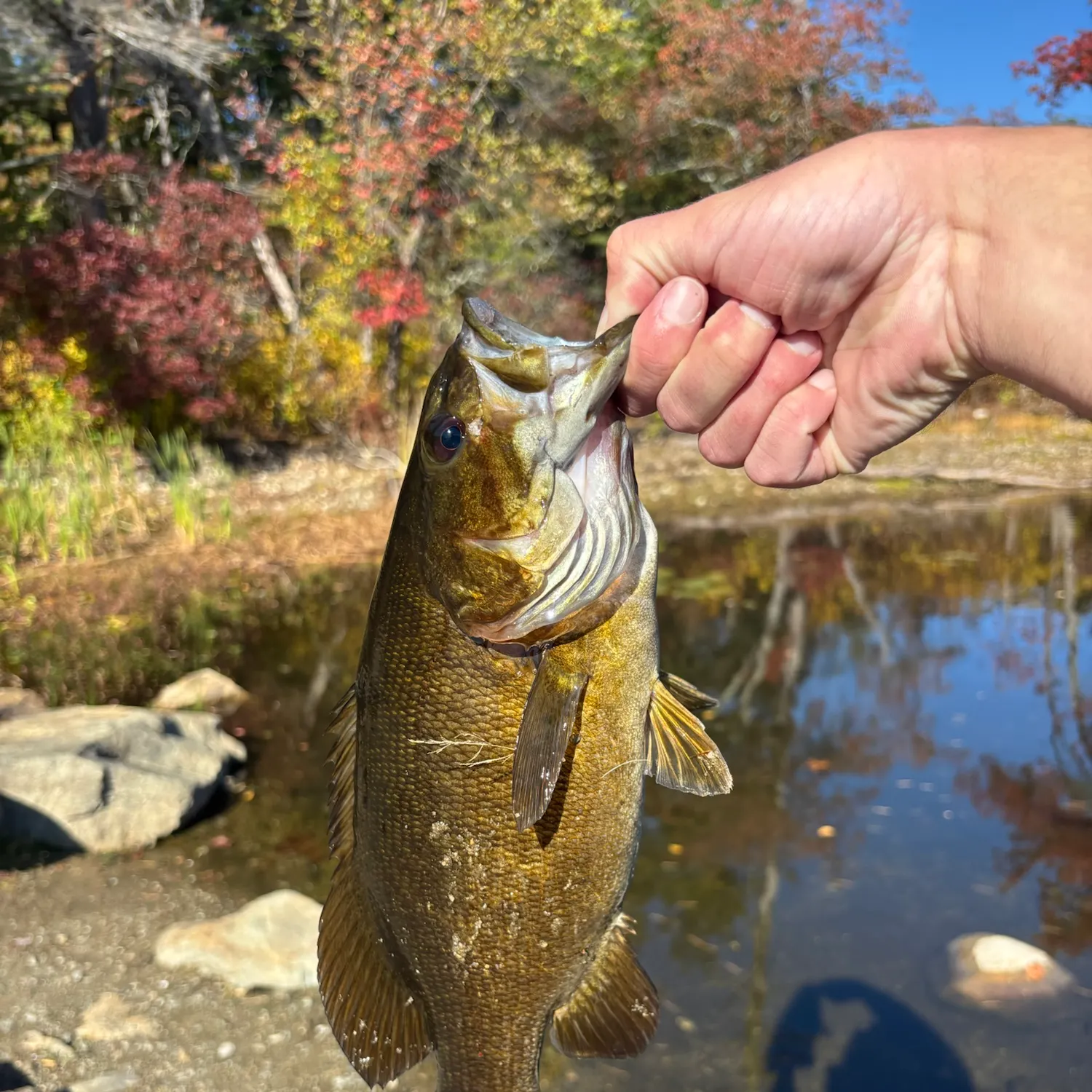 Smallmouth bass caught on Fishbrain