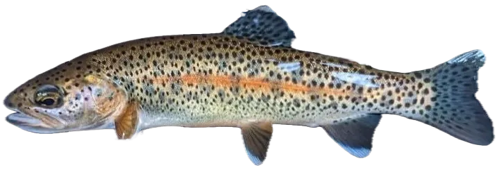 McCloud river redband trout