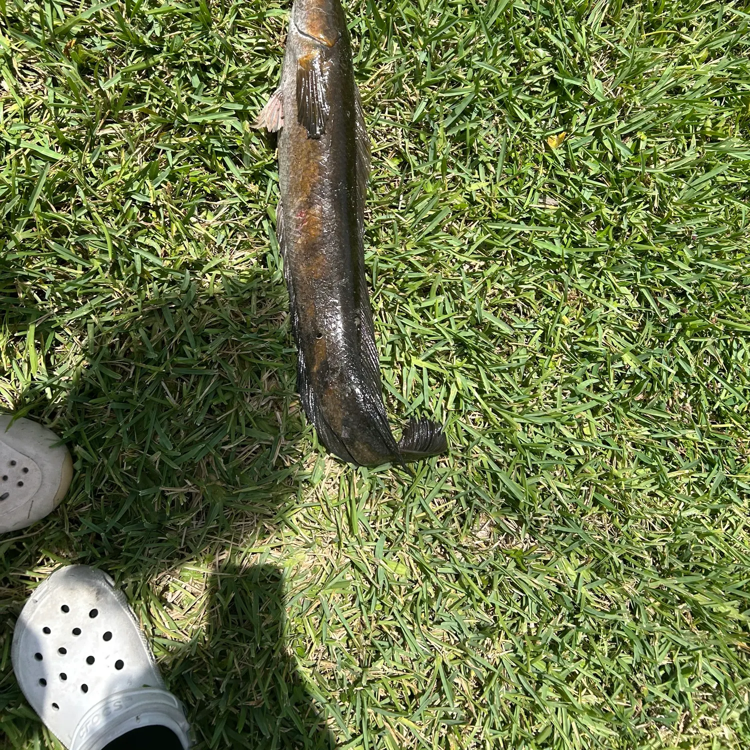 angler catch