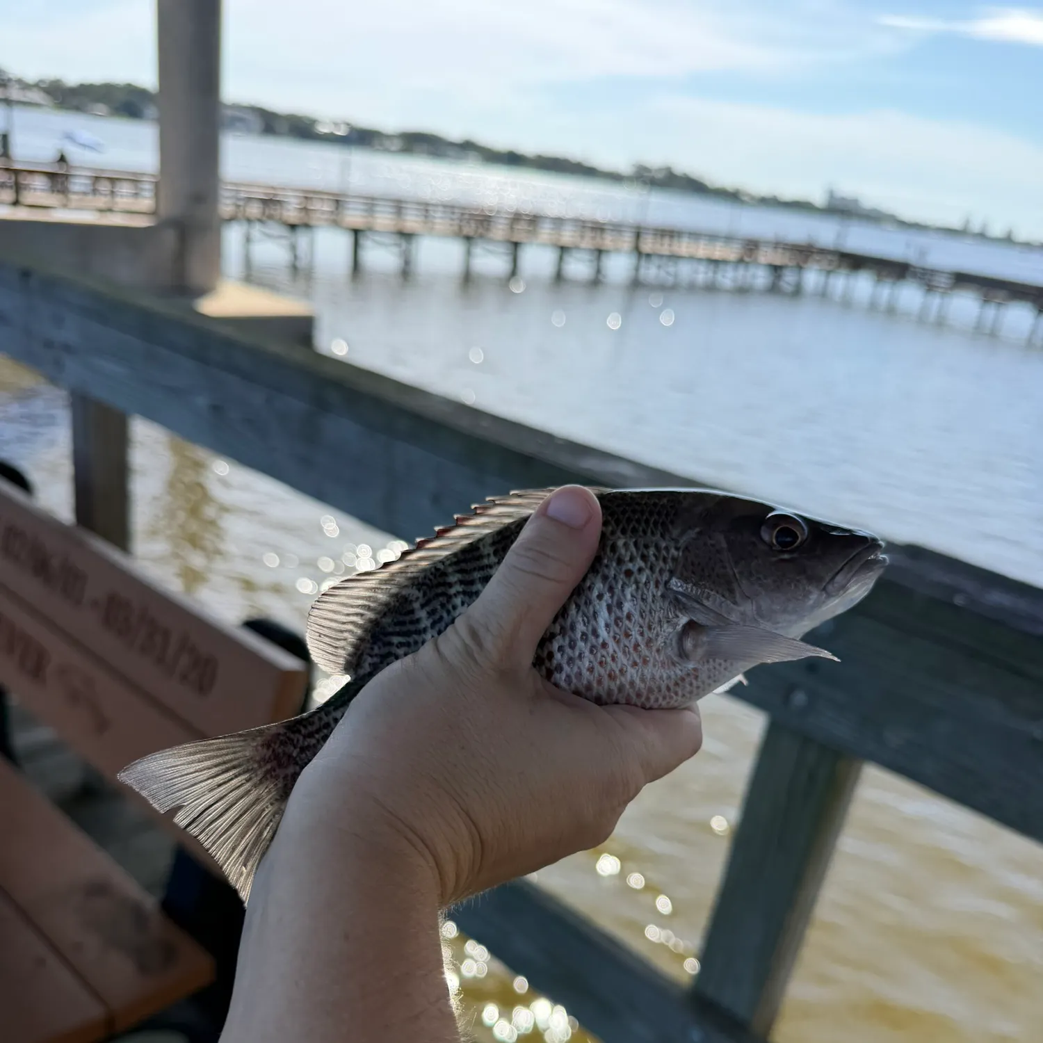 Mangrove snapper caught on Fishbrain