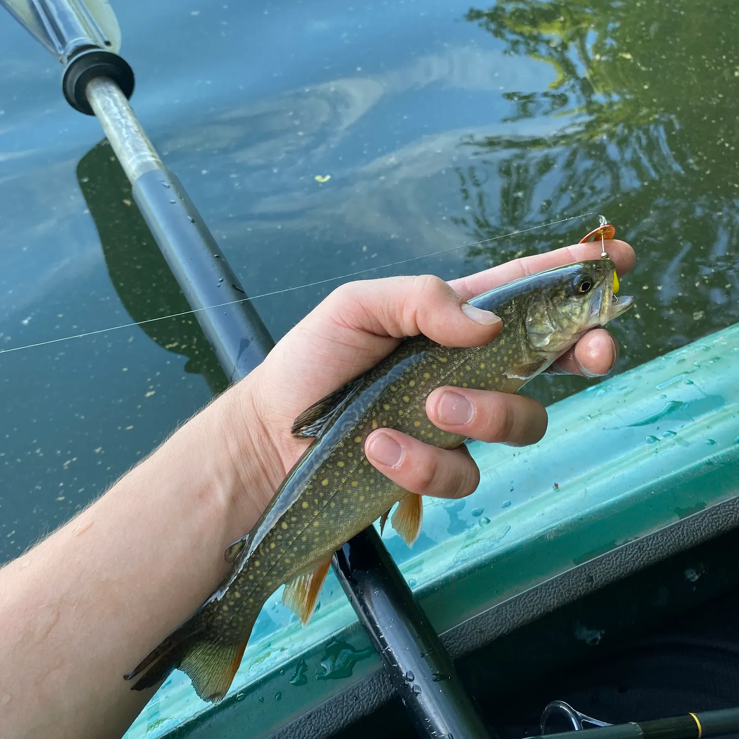 The most recent Splake catches on Fishbrain