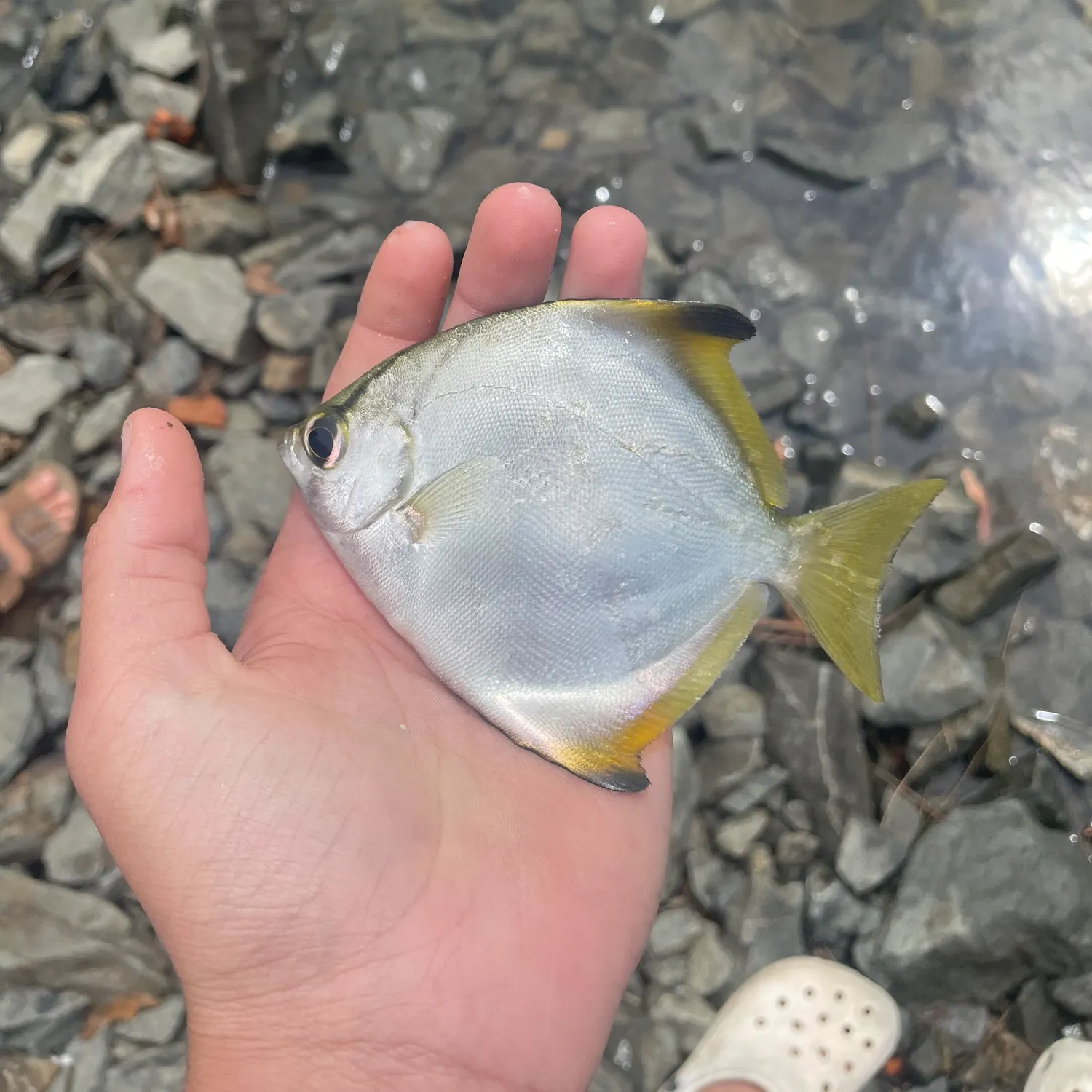 Kawakawa caught on Fishbrain