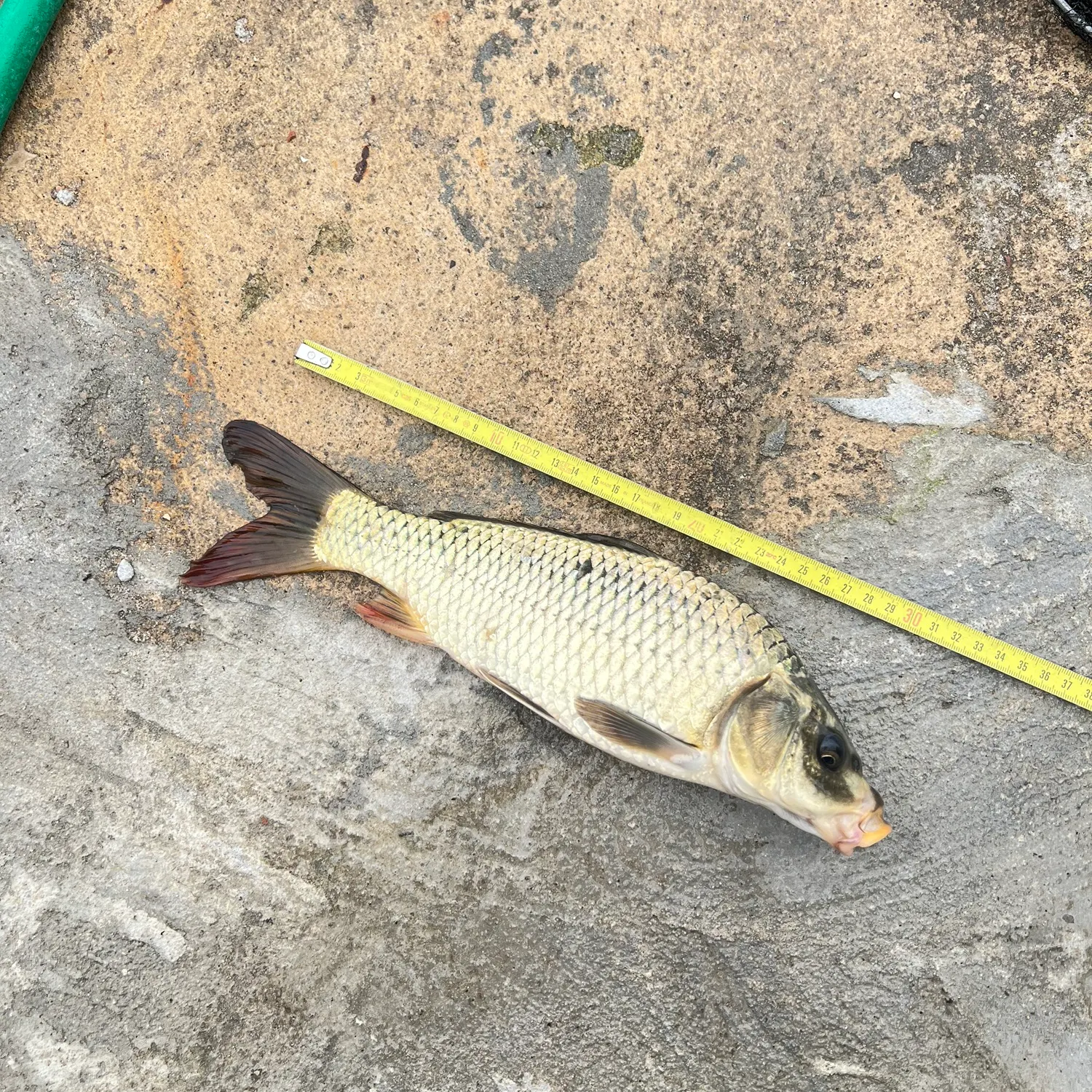 Common carp caught on Fishbrain
