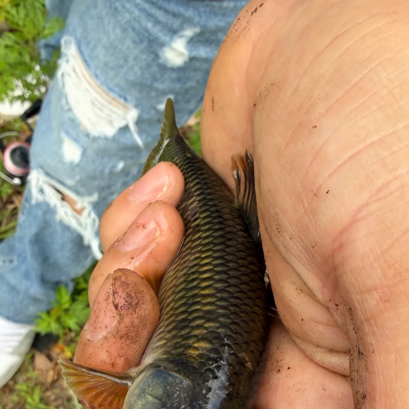 The most recent Bluehead chub catches on Fishbrain