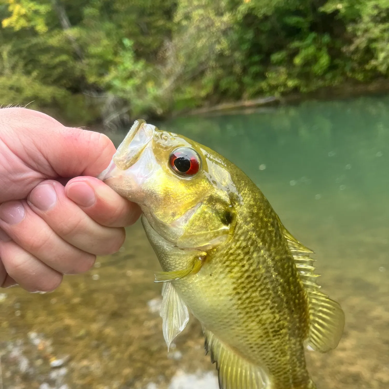 The most recent Rock bass catches on Fishbrain