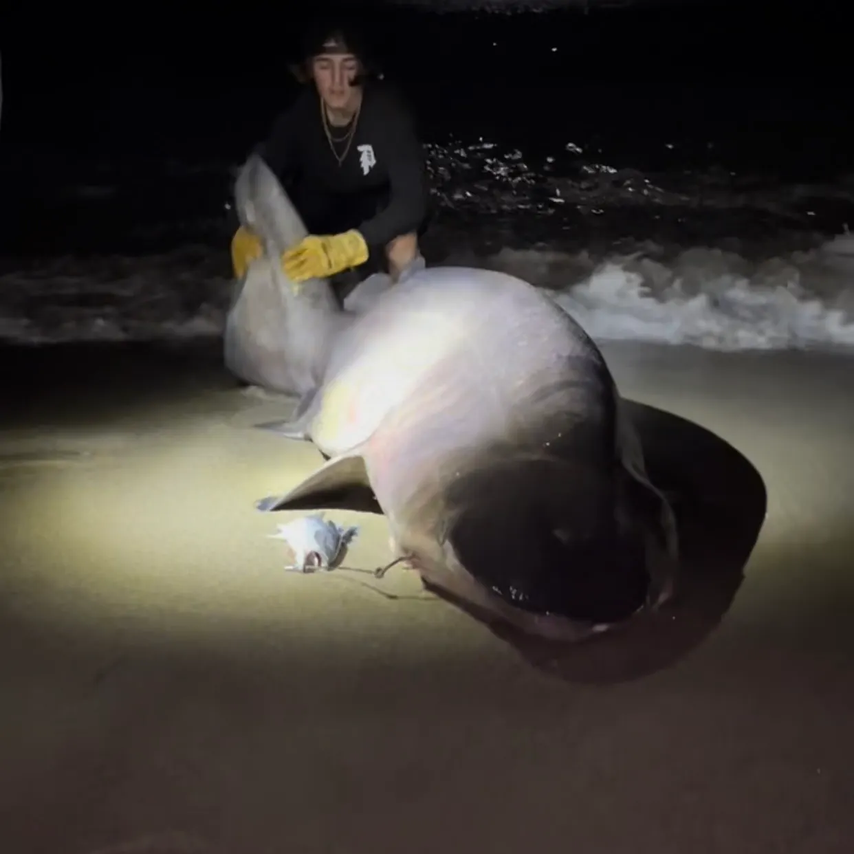 The most recent Prickly shark catches on Fishbrain