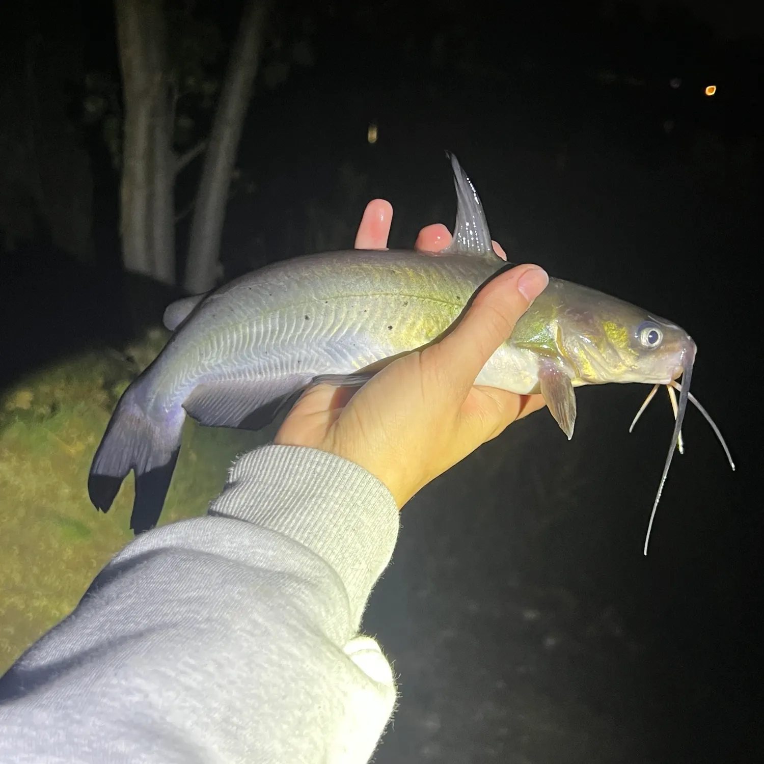 Channel catfish caught on Fishbrain