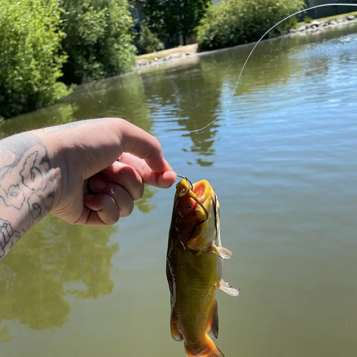 recently logged catches