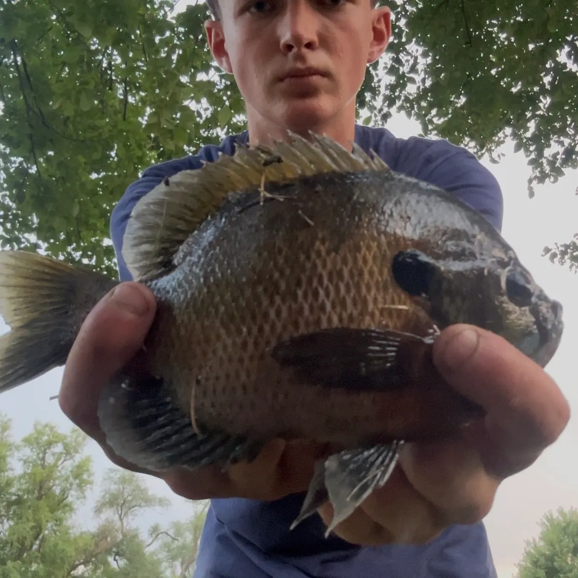 Bluegill caught on Fishbrain
