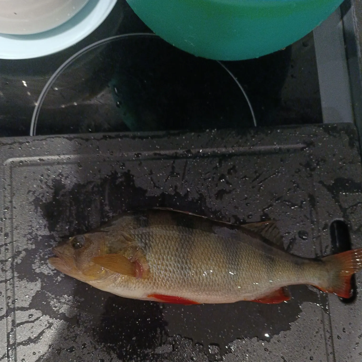 European perch caught on Fishbrain