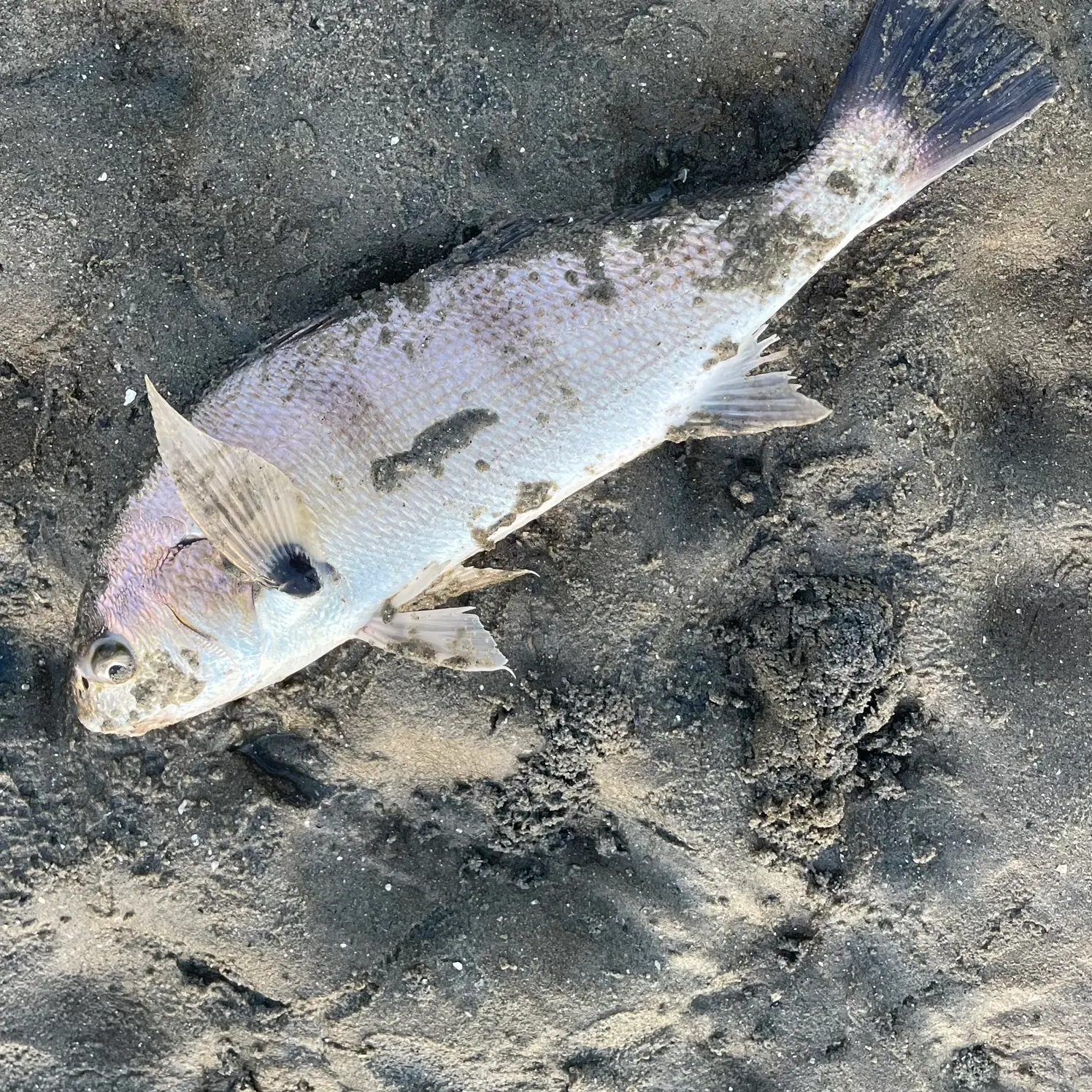 The most recent Spot croaker catches on Fishbrain