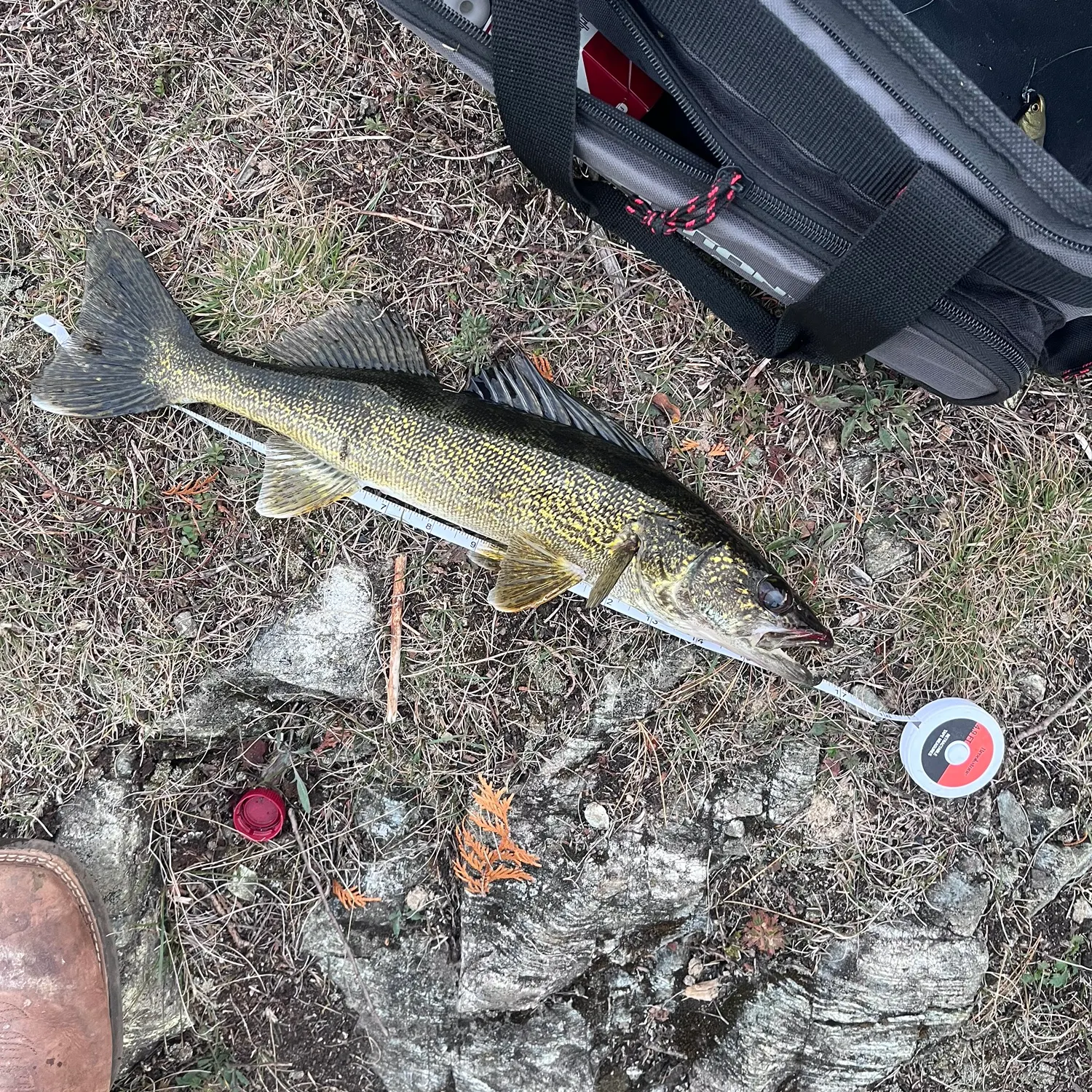 Walleye caught on Fishbrain