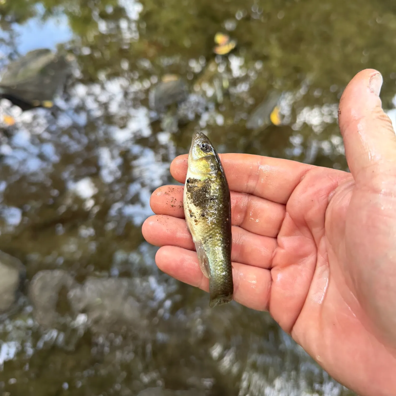 Fish caught on Fishbrain