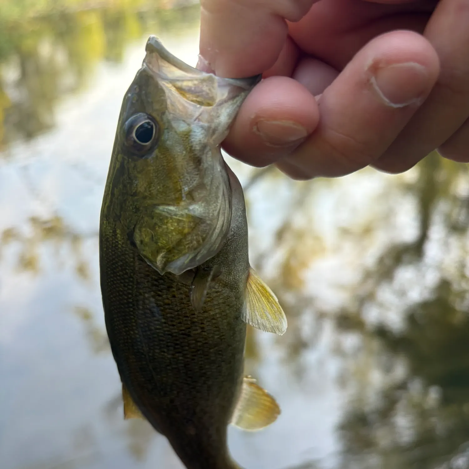 Smallmouth bass caught on Fishbrain
