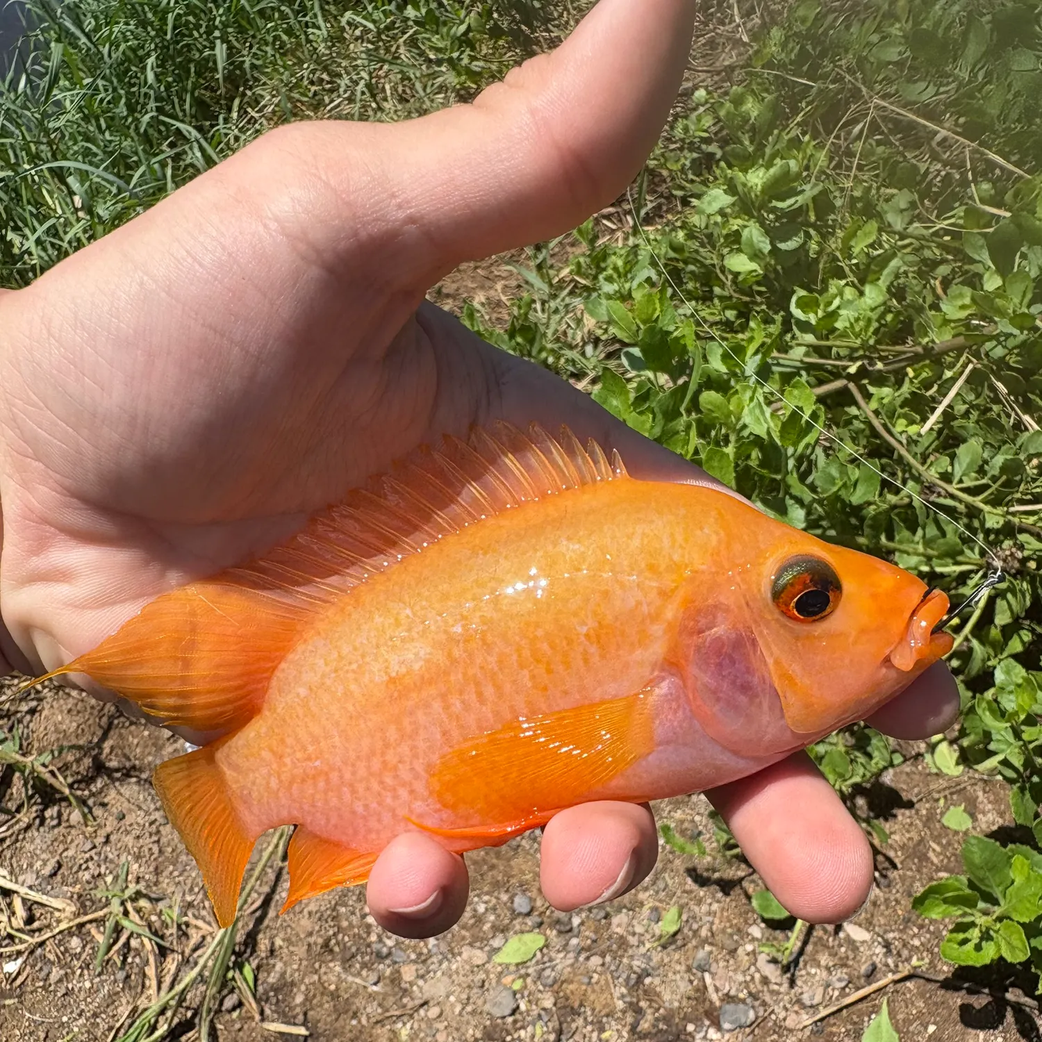 The most recent Midas cichlid catches on Fishbrain