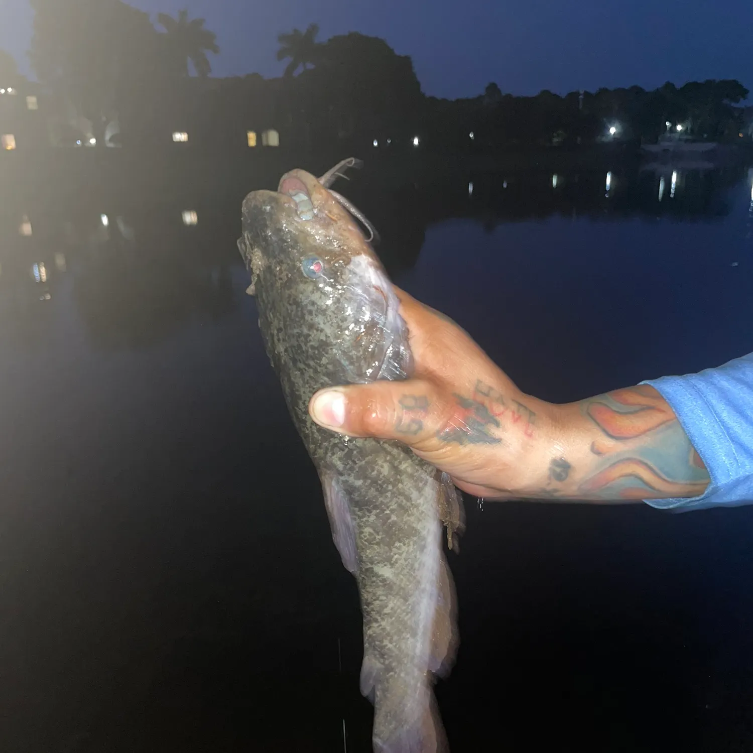 Channel catfish caught on Fishbrain