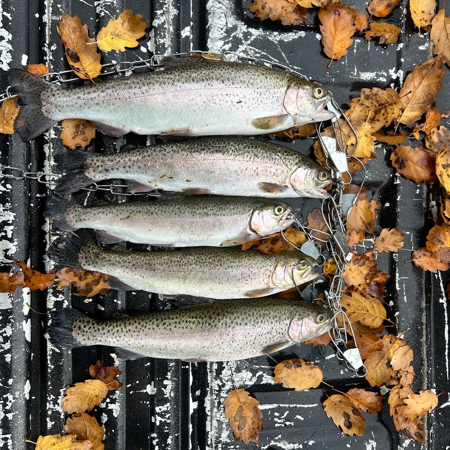Rainbow trout caught on Fishbrain