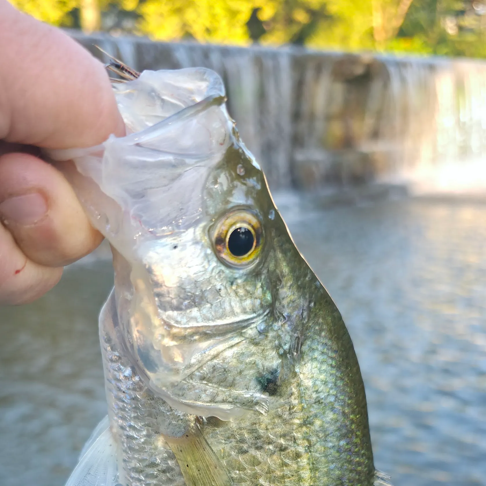 White crappie caught on Fishbrain