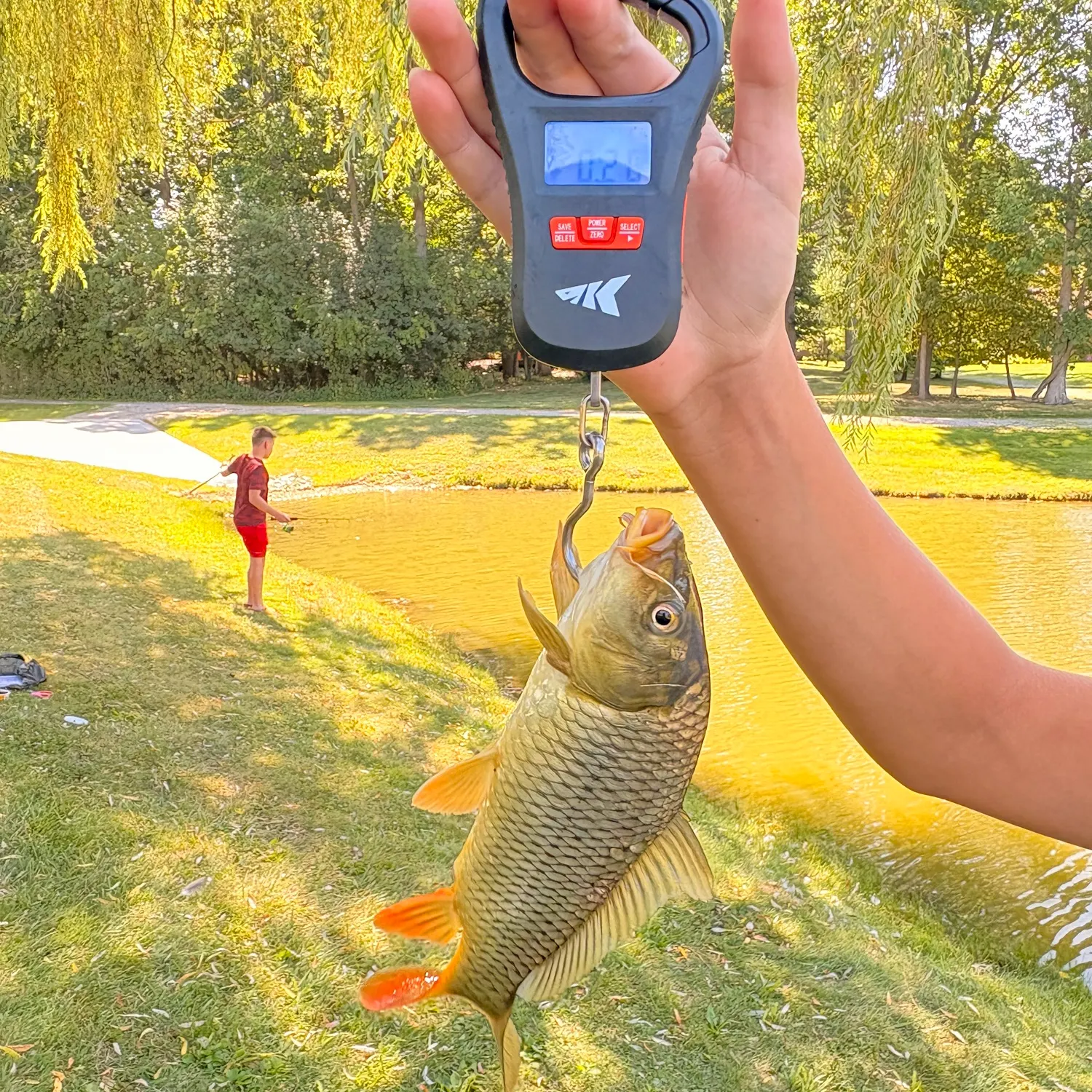 Common carp caught on Fishbrain
