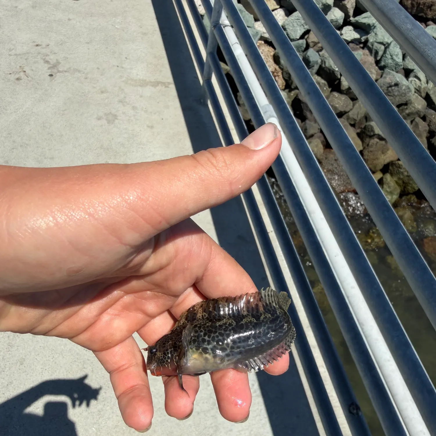The most recent Bay blenny catches on Fishbrain