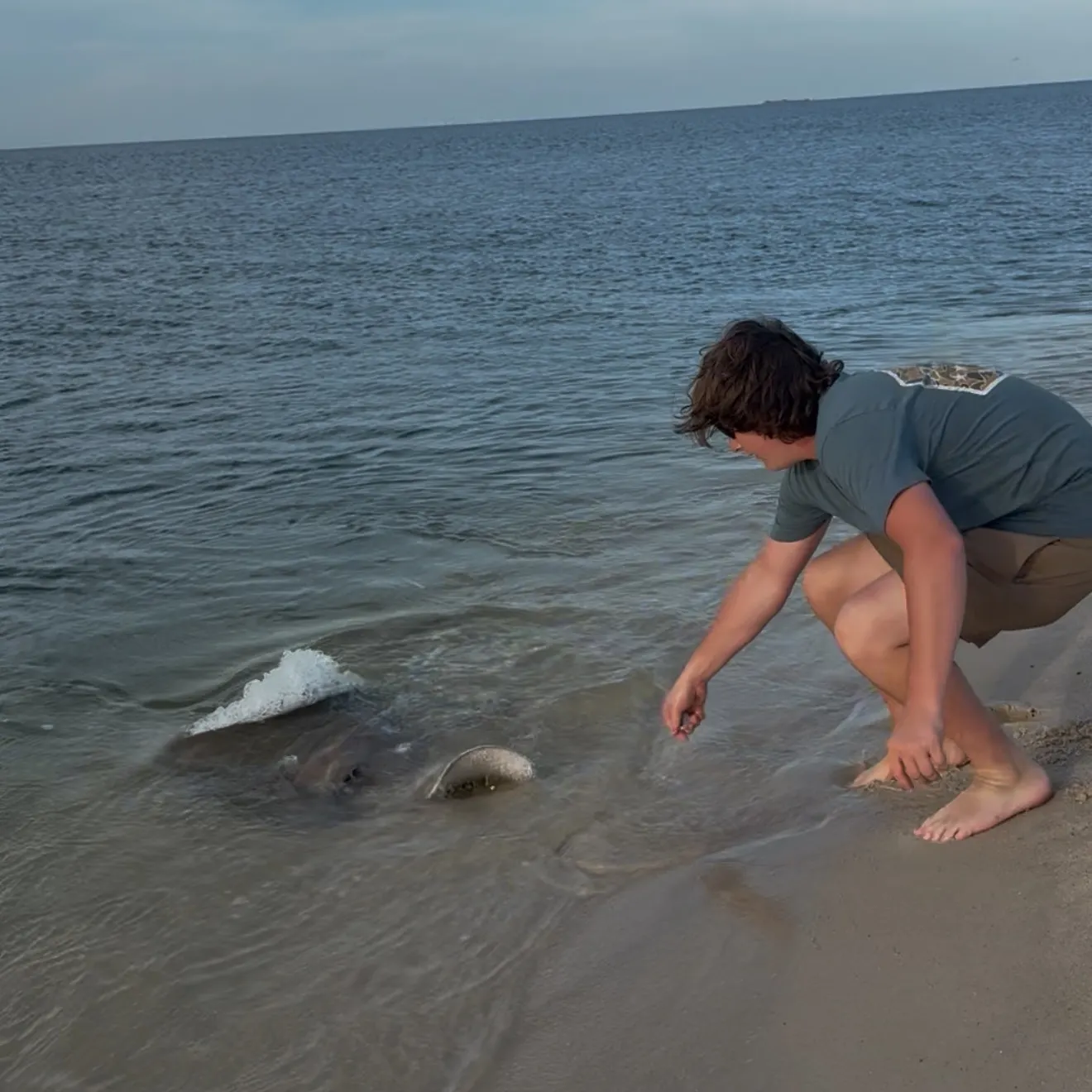 The most recent Sharpnose stingray catches on Fishbrain