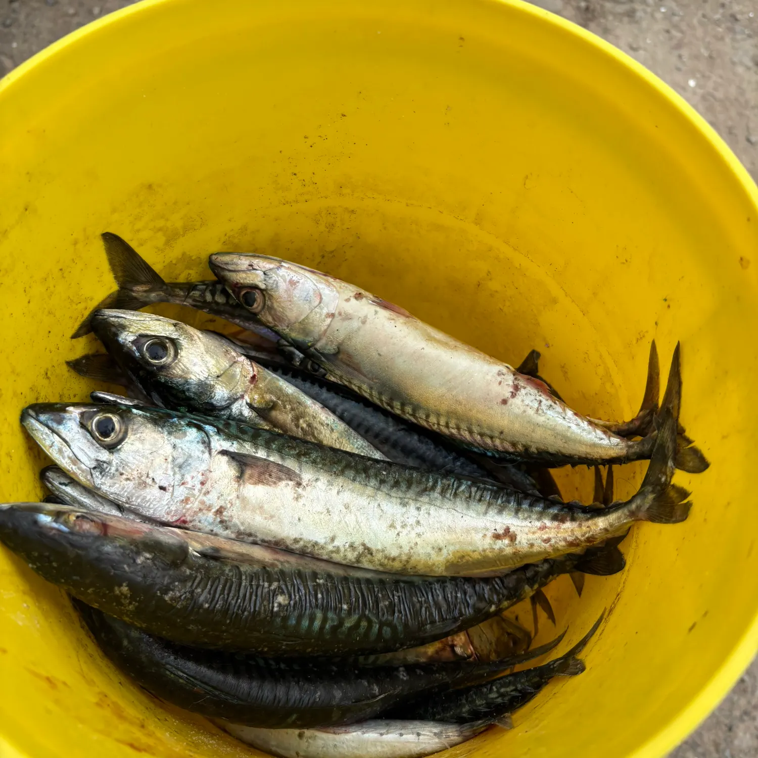 Atlantic mackerel caught on Fishbrain