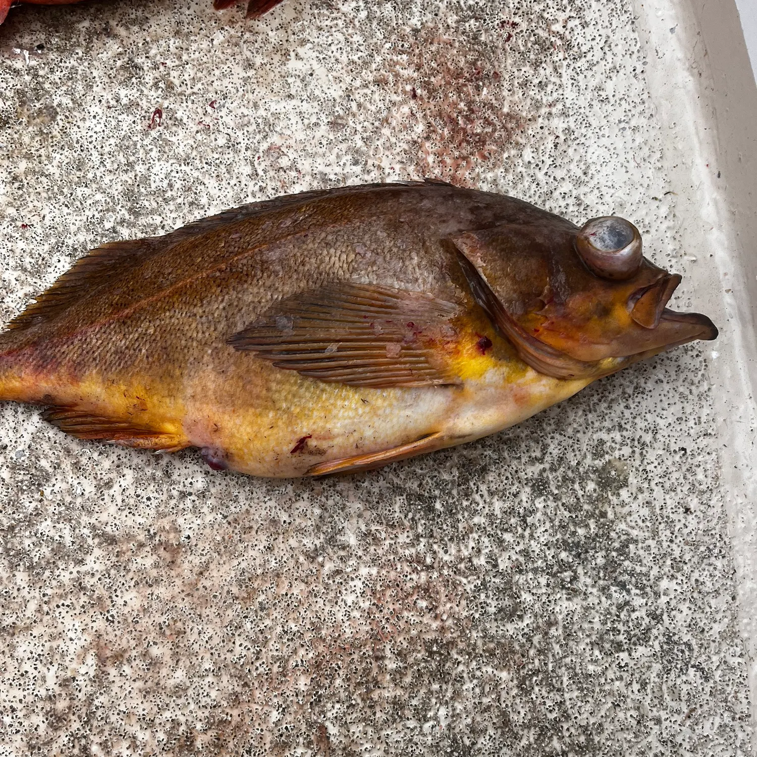 The most recent Widow rockfish catches on Fishbrain