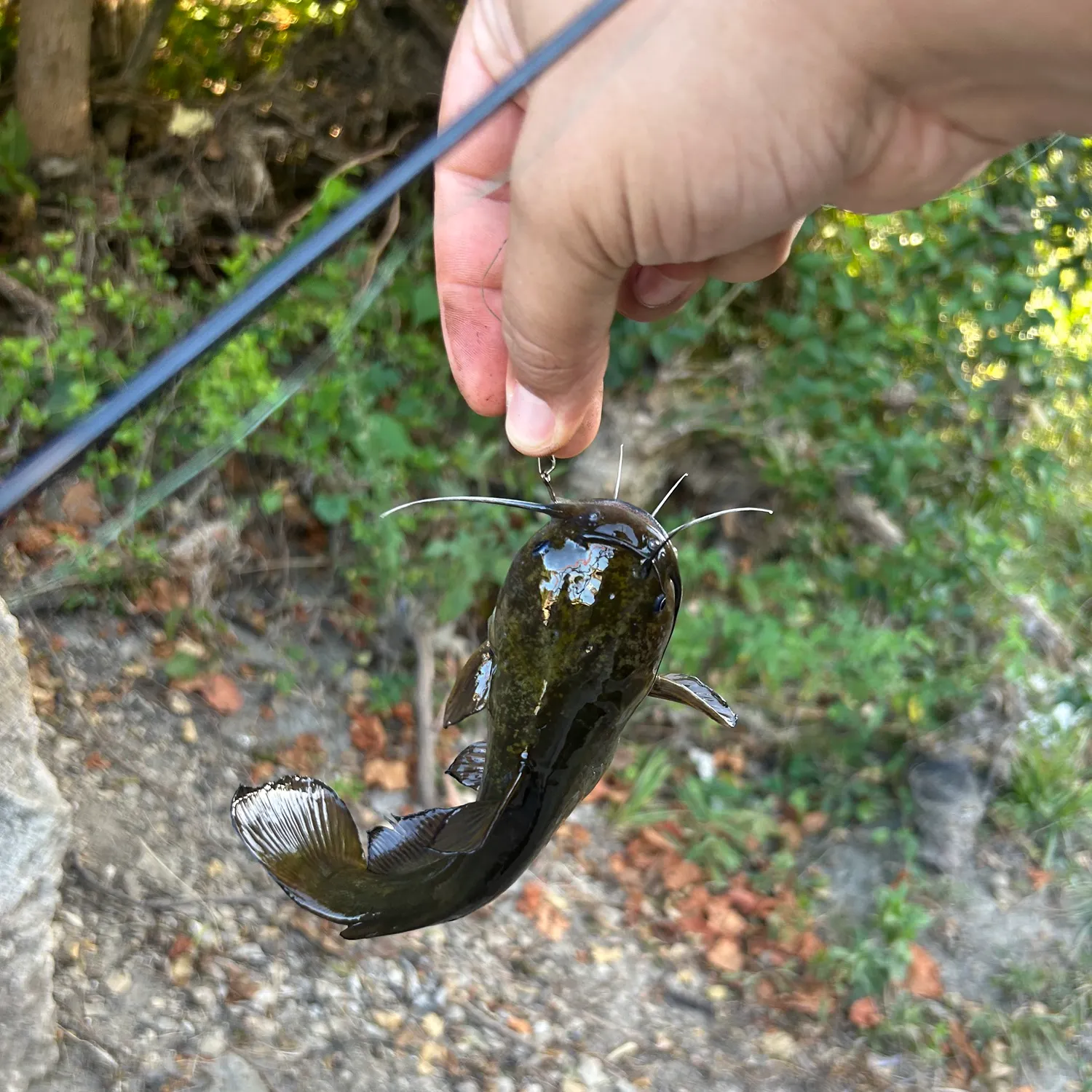 Channel catfish caught on Fishbrain