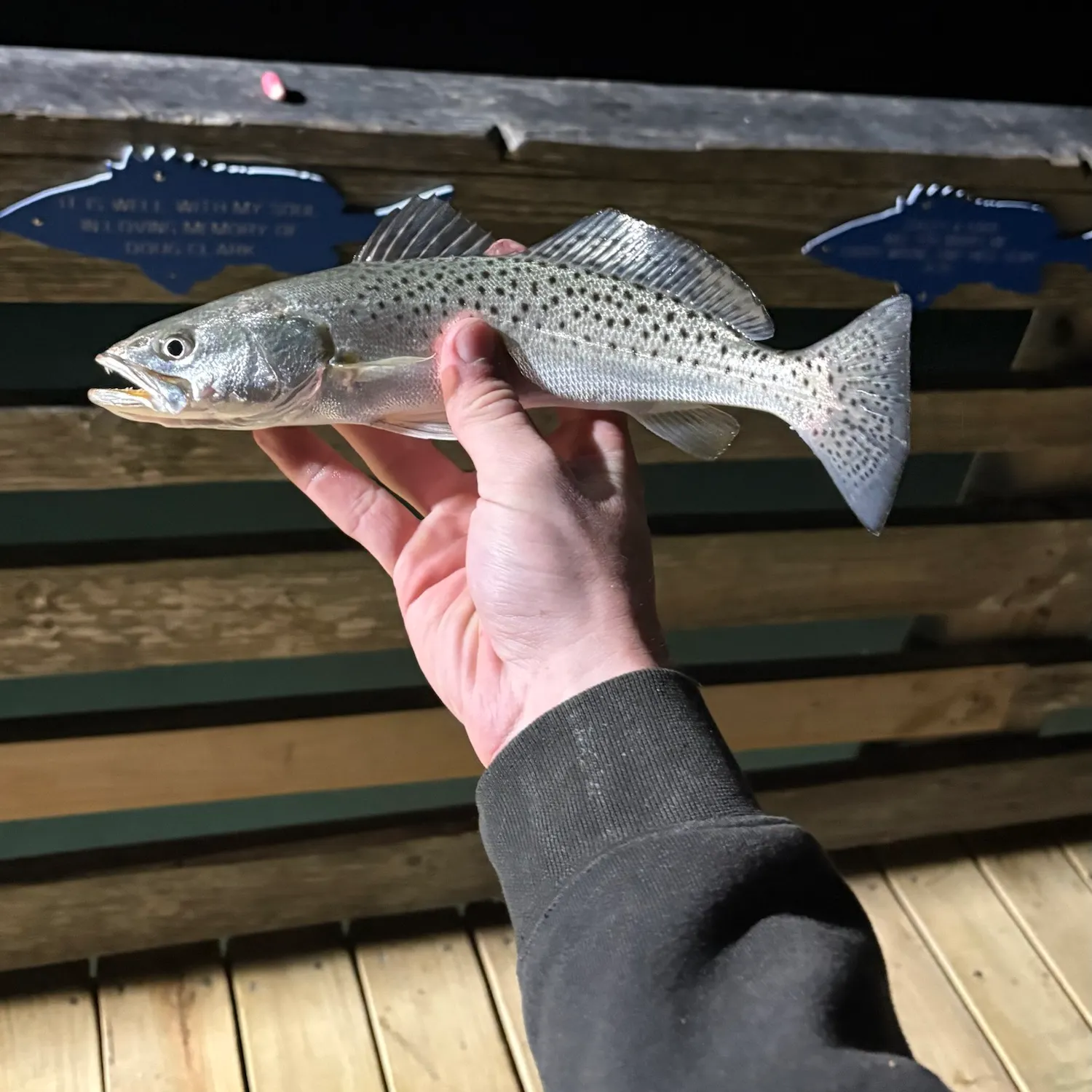 Spotted seatrout caught on Fishbrain