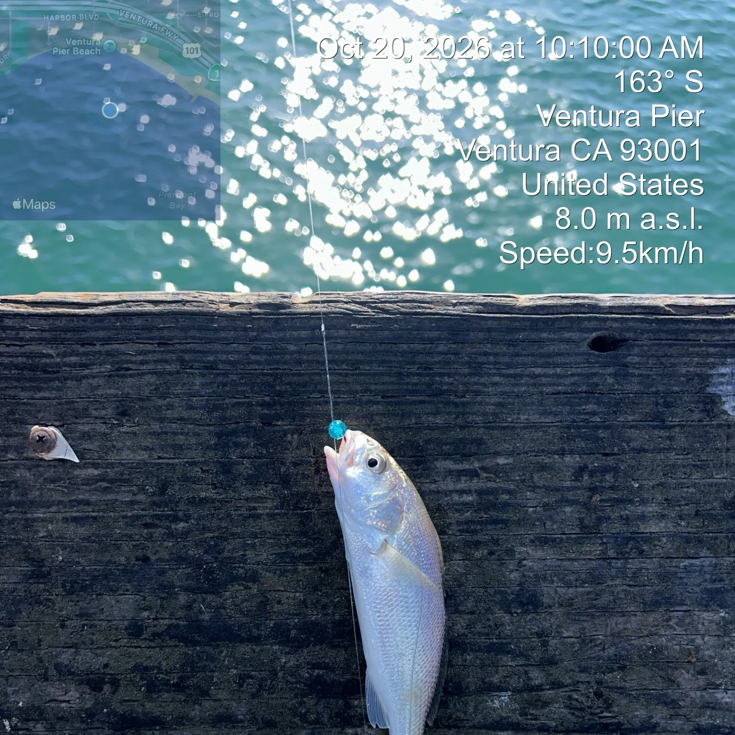 White croaker caught on Fishbrain