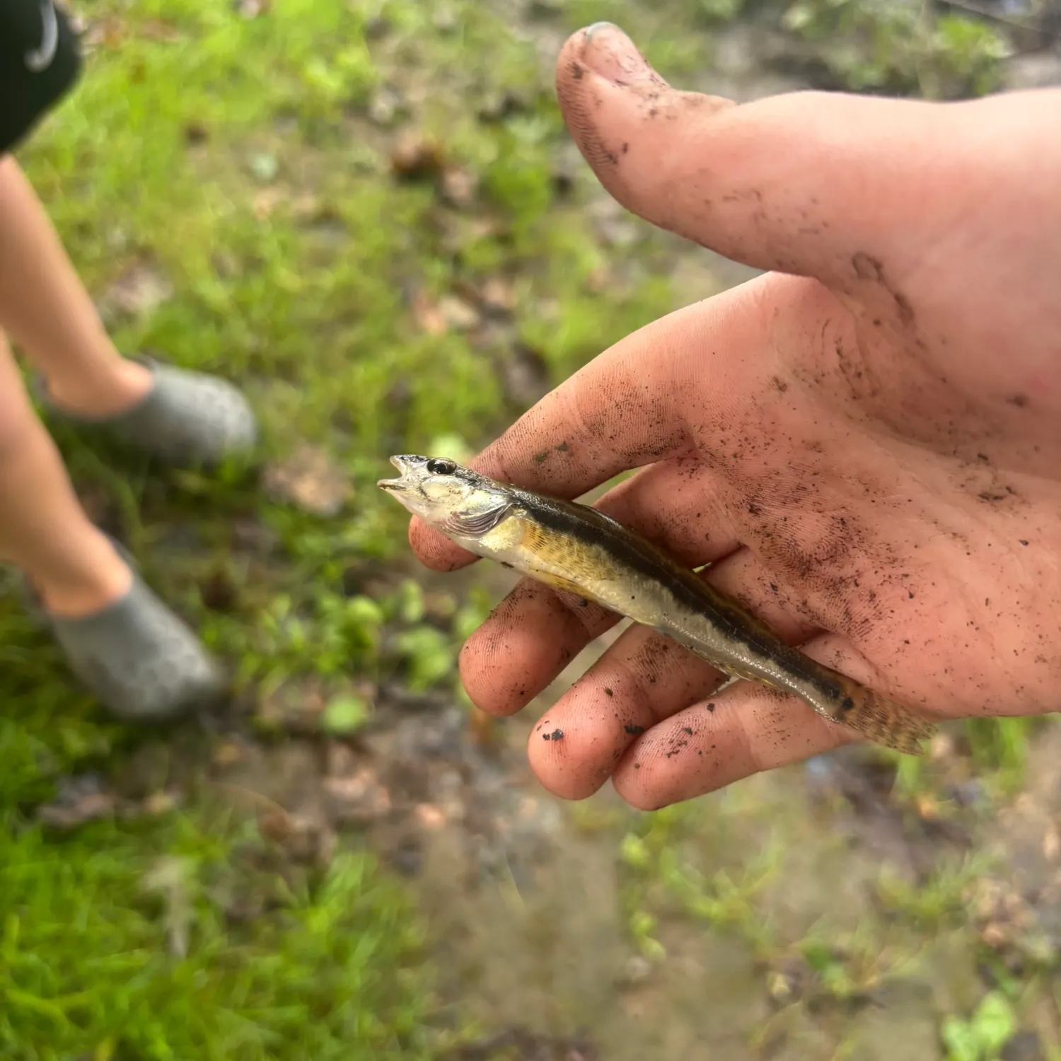 Common logperch caught on Fishbrain