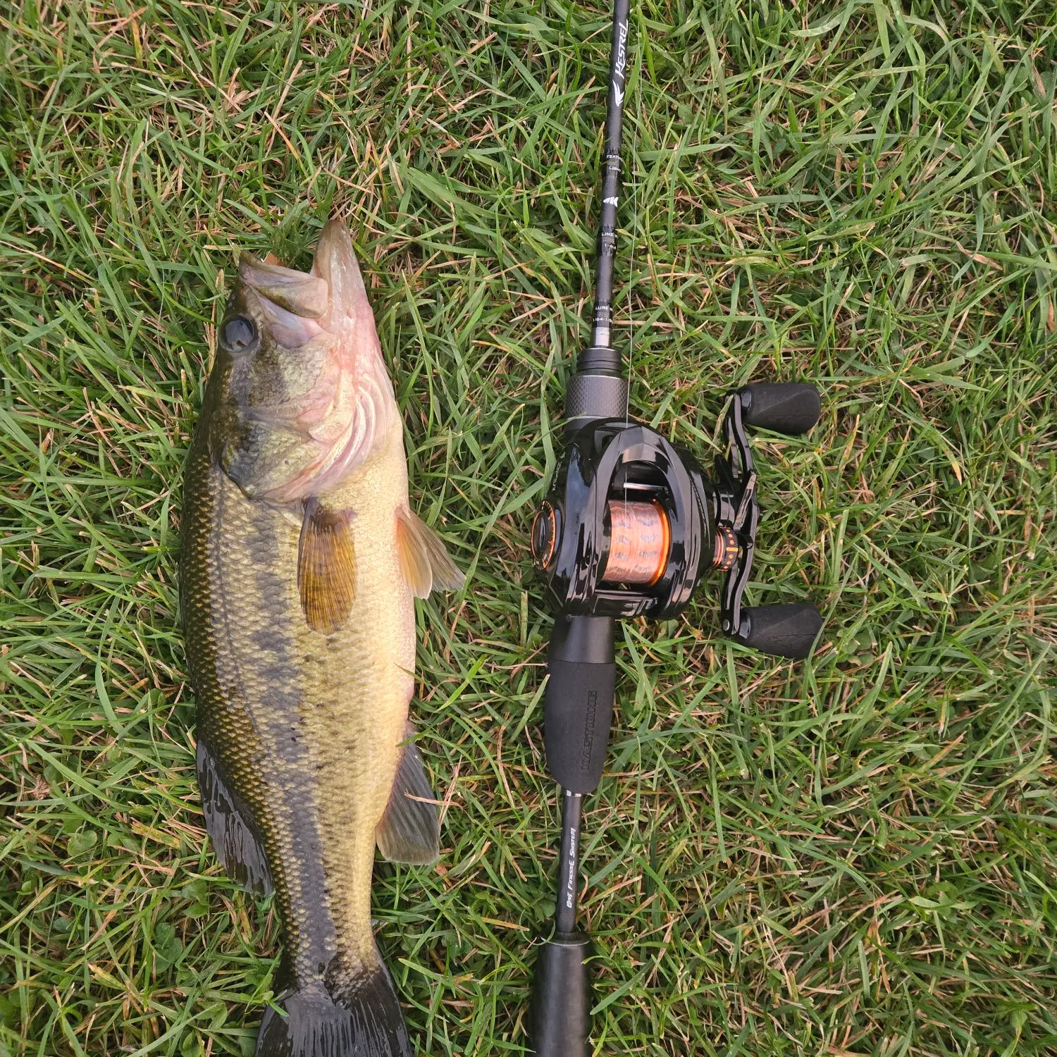 Largemouth bass caught on Fishbrain